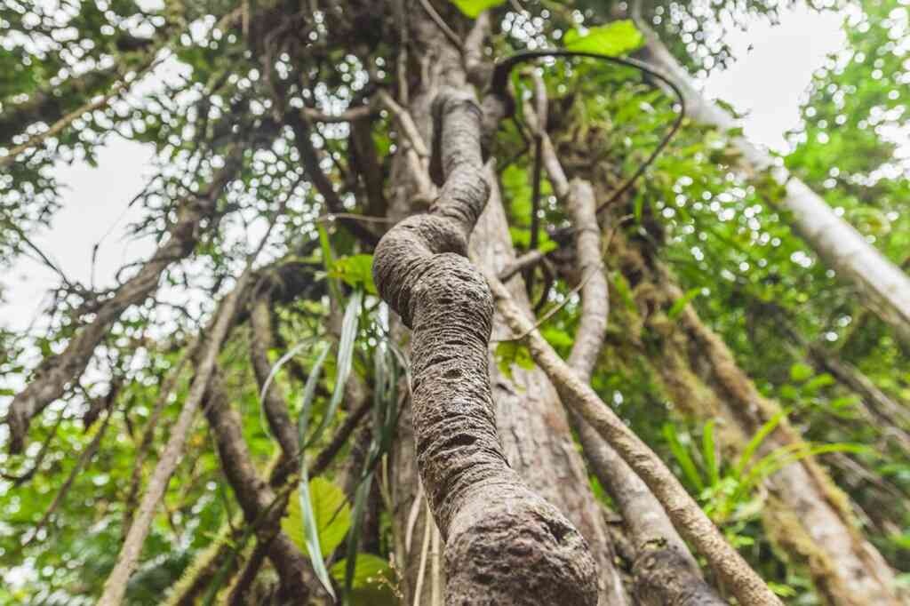 Banisteriopsis caapi ( b. cappi, ayahuasca )